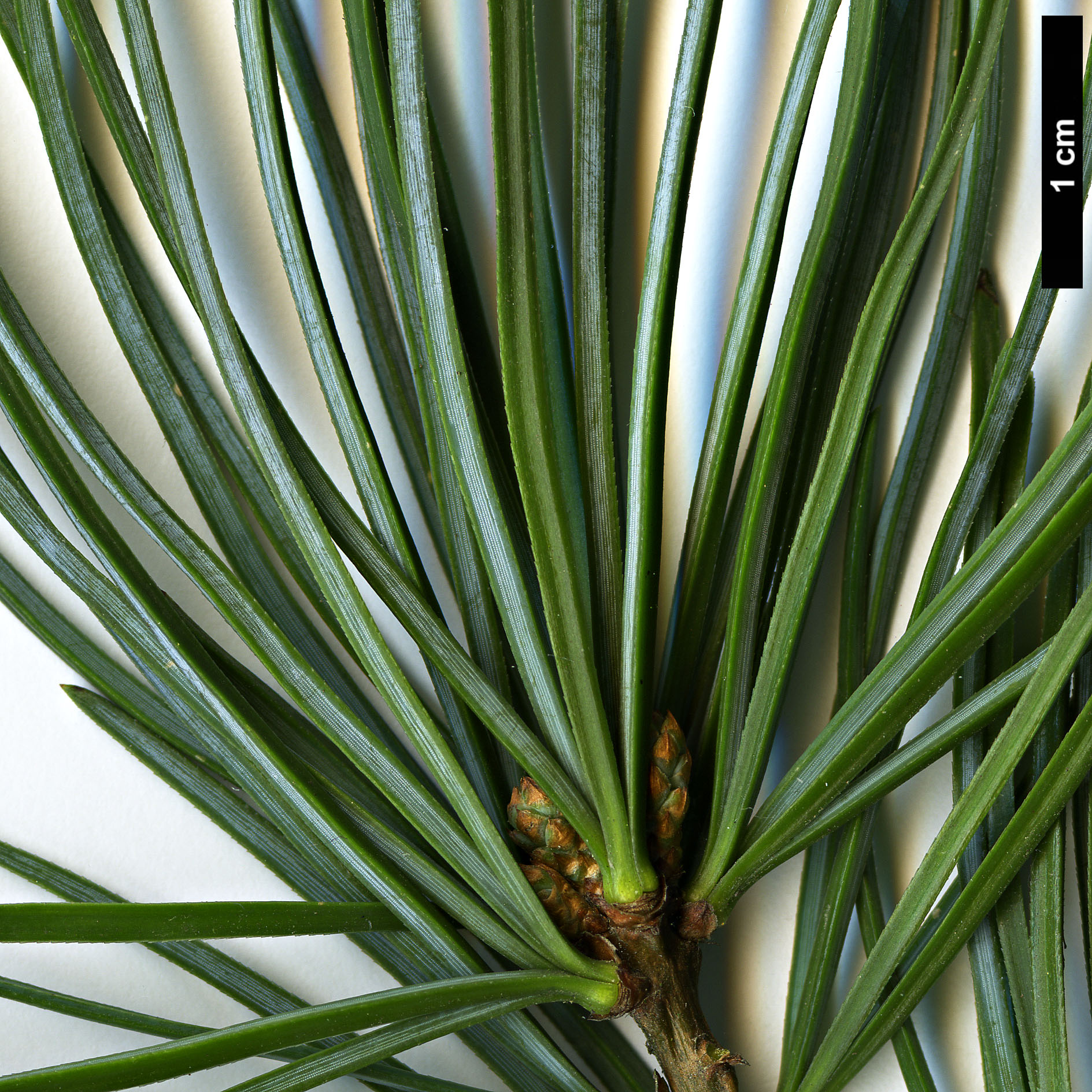 High resolution image: Family: Pinaceae - Genus: Pinus - Taxon: wangii - SpeciesSub: subsp. kwangtungensis